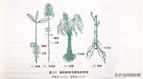 竹子的根系|竹子的根是直根系还是须根系？